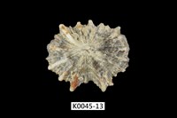 藏品(黑松螺)的圖片